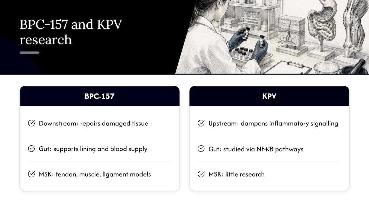 Comparison of proposed KPV and BPC-157 mechanisms
